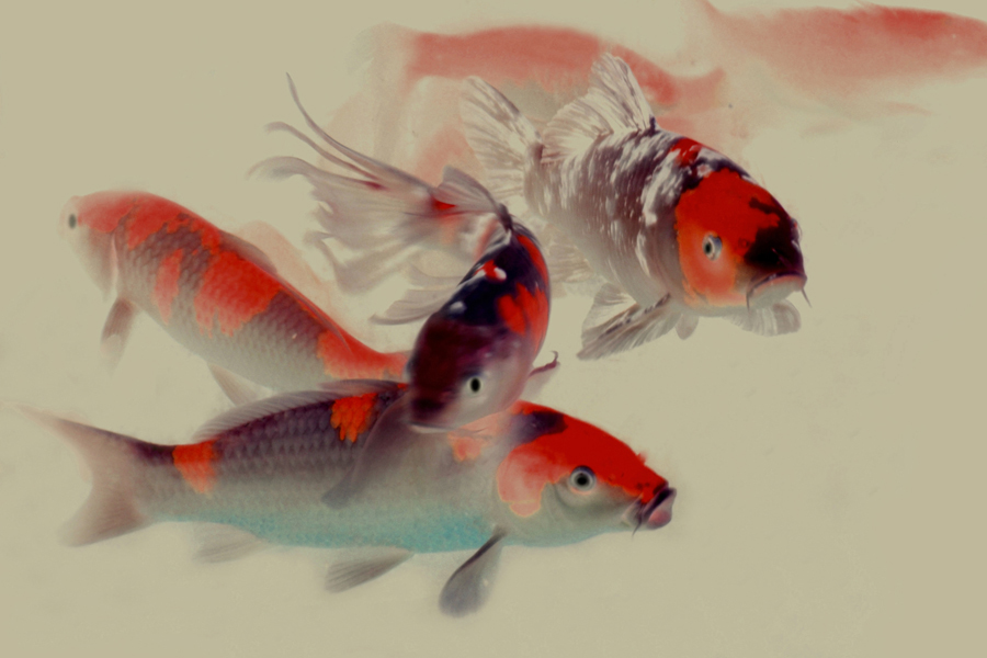 画意锦鲤的后期制作方法