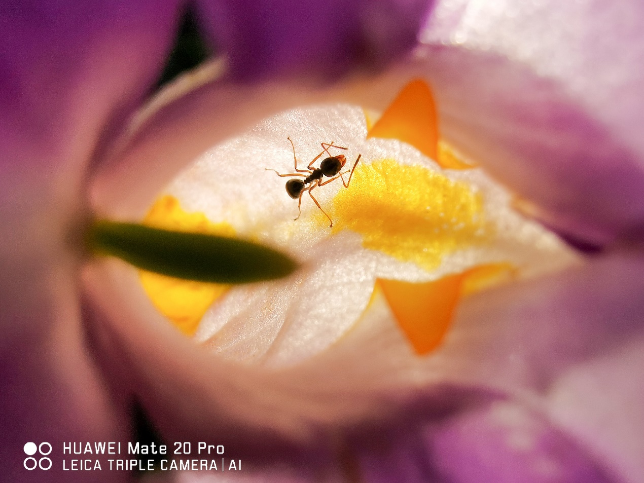 华为Mate20矩阵多焦相机系统亮相,透视手机摄