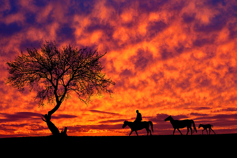 风雨过后,彩霞满天,牧马人拉着母马和刚出生的