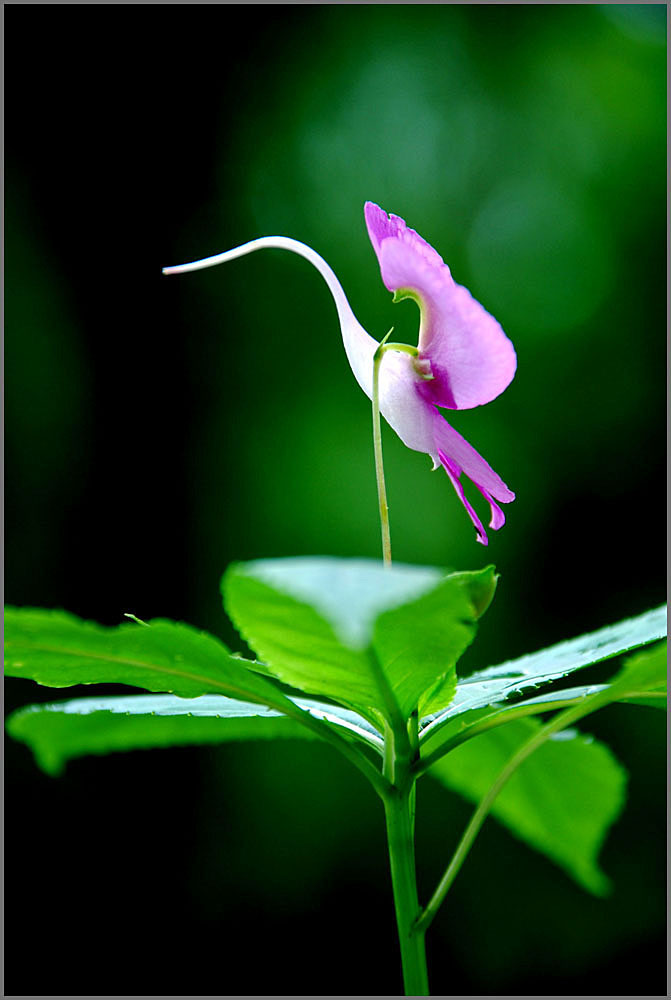广西桂林虞山花卉意象摄影