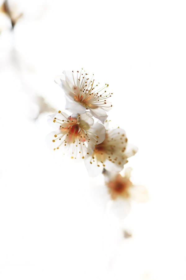 春梅 - 南京市花---梅花