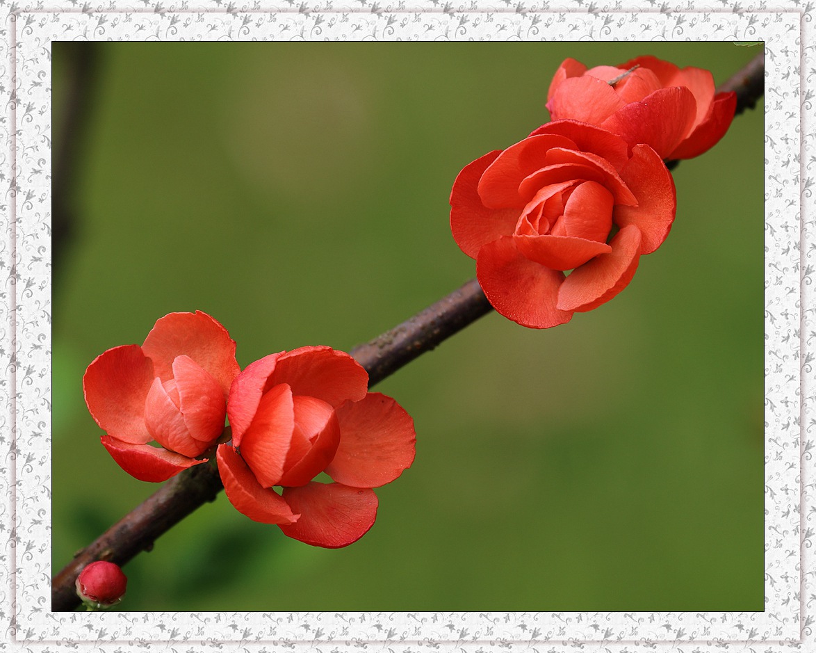 红海棠 - 红海棠 - 大众摄影网