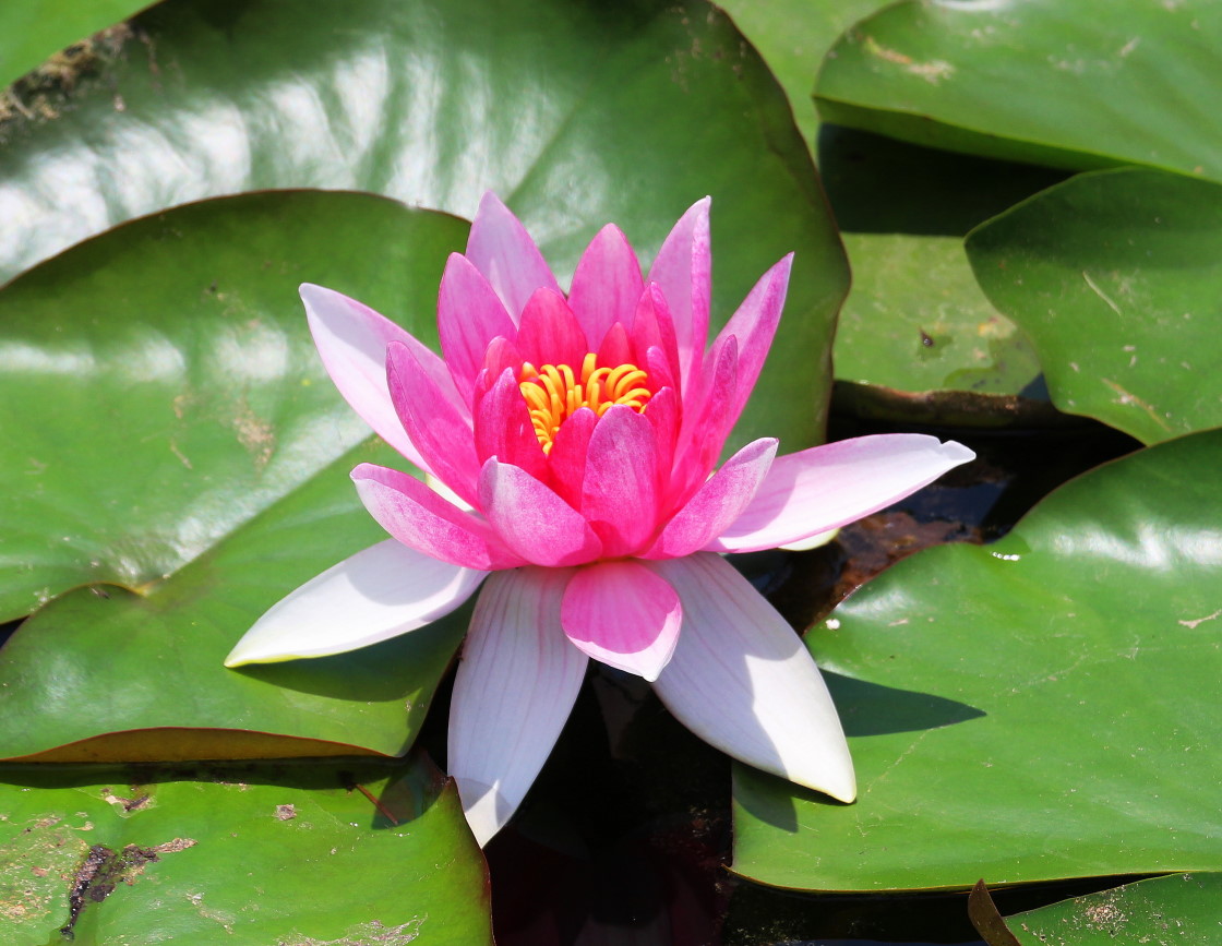 红睡莲一花独放 - 花卉