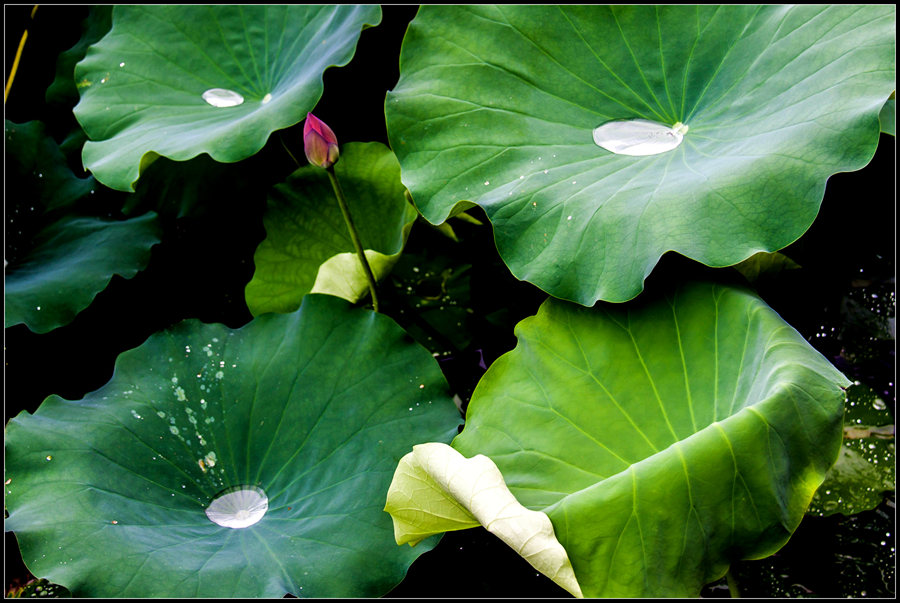 夏日里的荷塘边,蜻蜓飞、鸟唱、采蜜的小蜂,阳