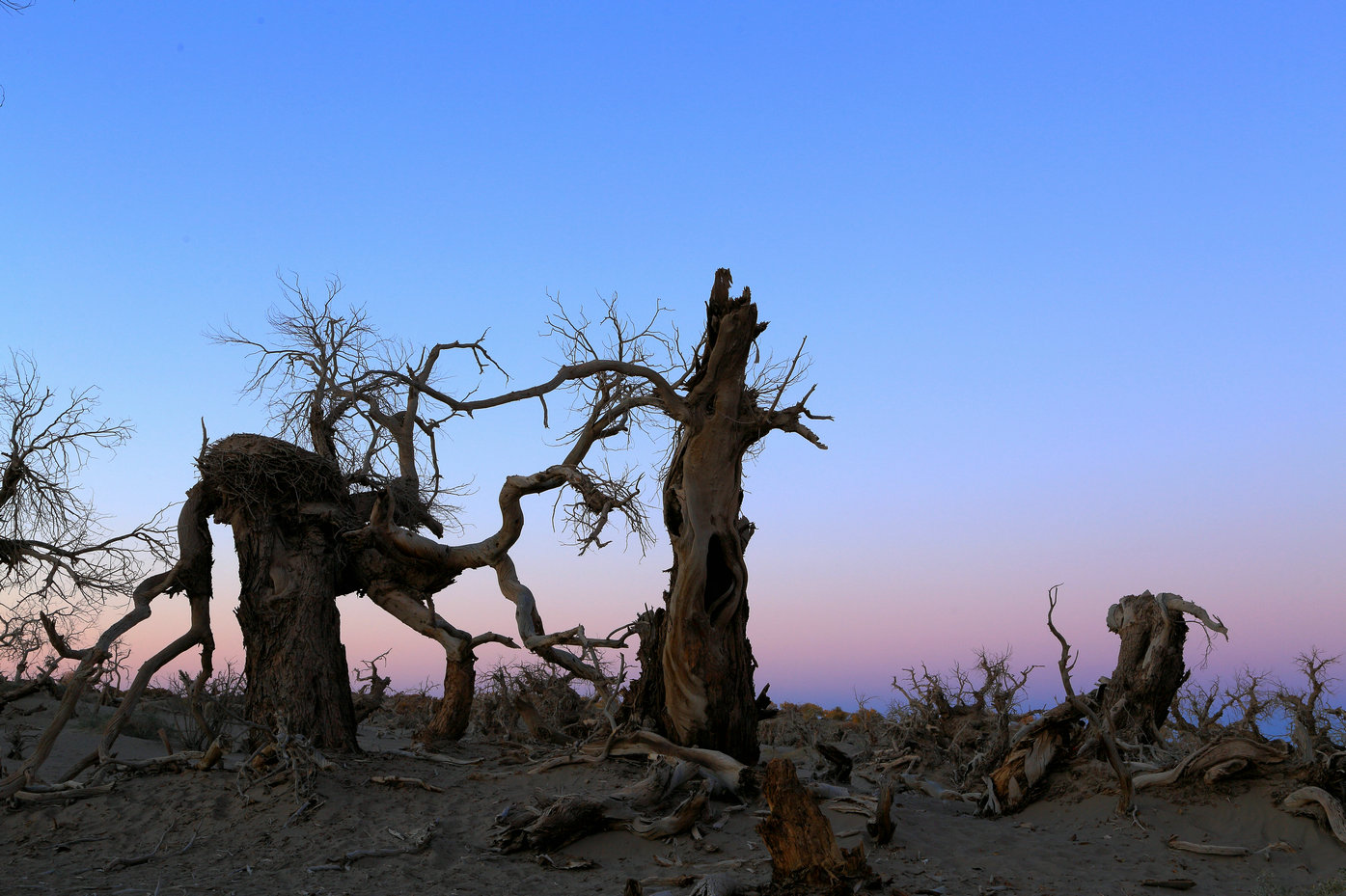 行--19--额济纳旗--怪树林 怪树林位于内蒙古的