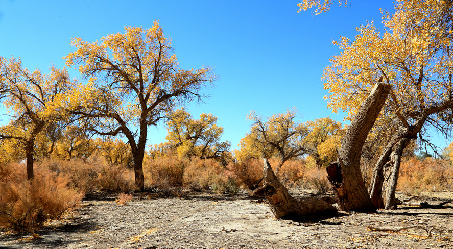 西部采风行--20--额济纳旗胡杨林景区 内蒙古额