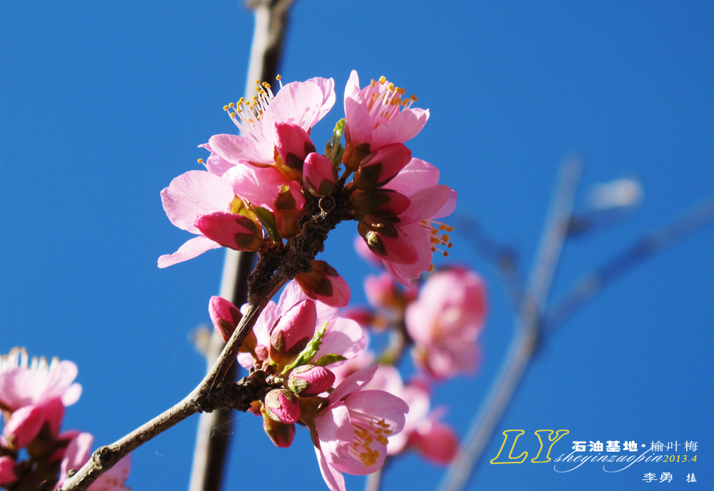 新疆哈密石油基地杏花