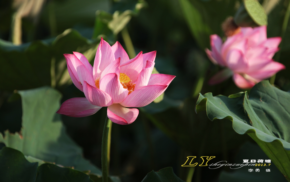 哈密石油基地夏日荷塘