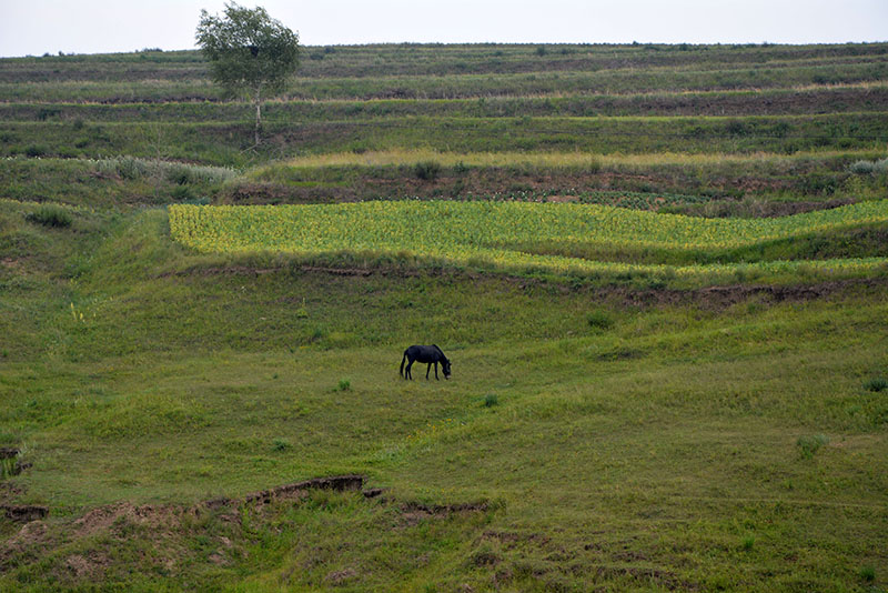 2014年8月10日摄于张家口张北县大囫囵村相机