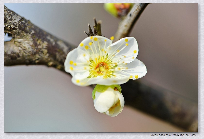 不要人夸好颜色,只留清气满乾坤!
