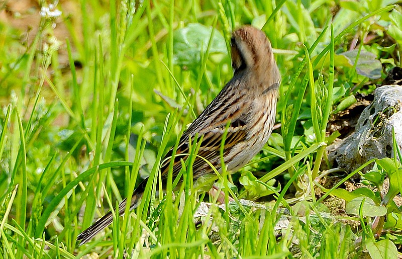 菜地里的亚州短趾百灵
