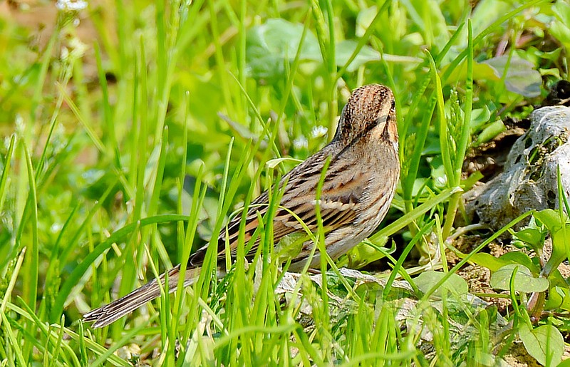 菜地里的亚州短趾百灵