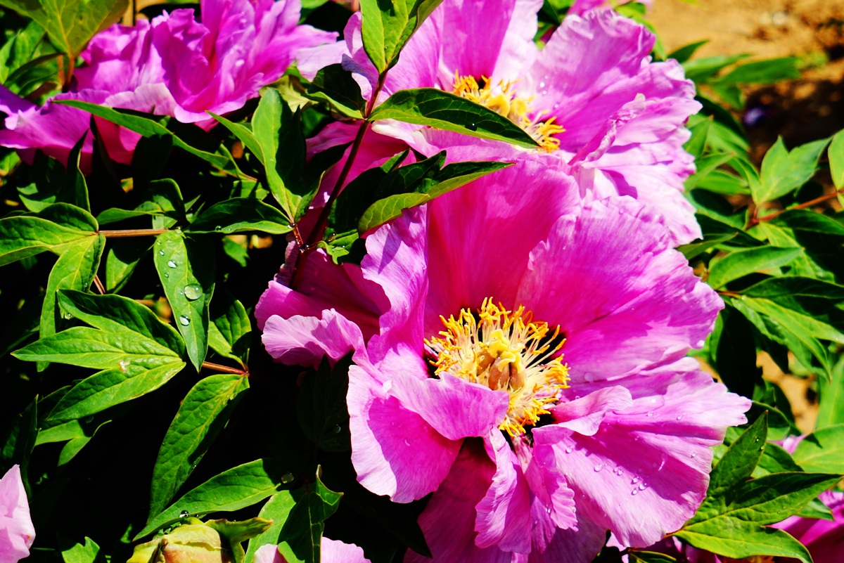 用索尼A7R相机拍摄的鄂尔多斯2016年牡丹节