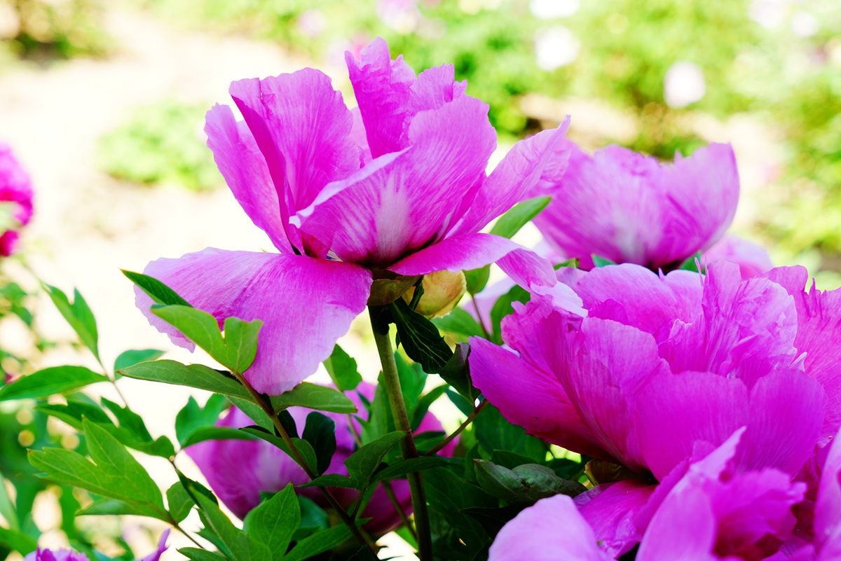 用索尼A7R相机拍摄的鄂尔多斯2016年牡丹节