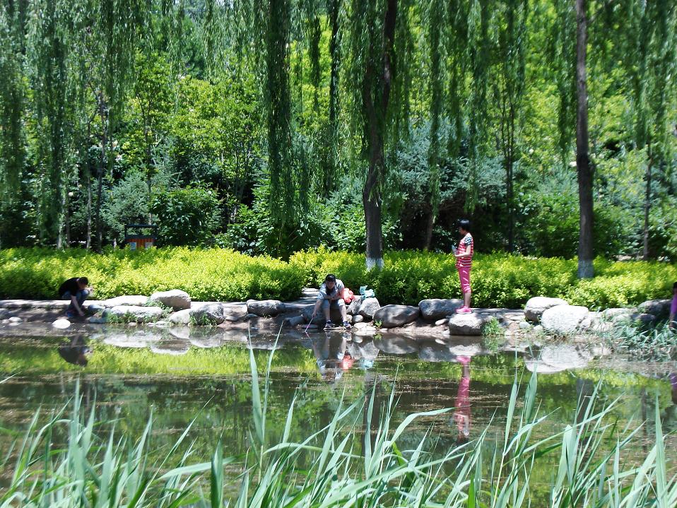 初夏的水边,阳光下,一切都显得如此的和谐。2