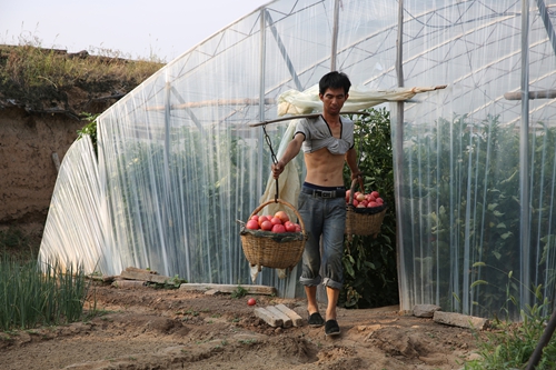 夏县是全国设施蔬菜生产重点县,山西省:一县一