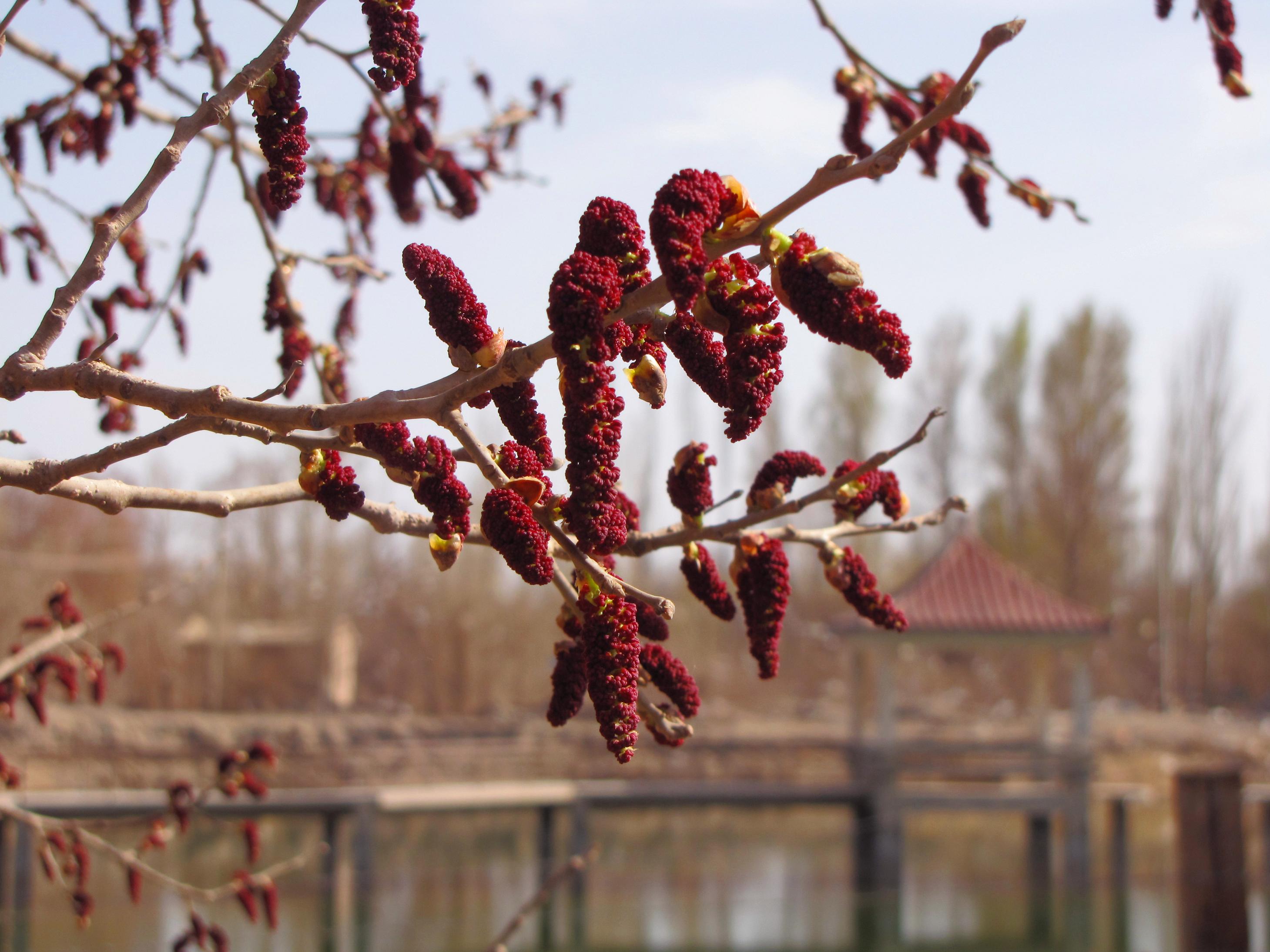 胡杨花-聚焦大漠童话额济纳国际摄影大展20
