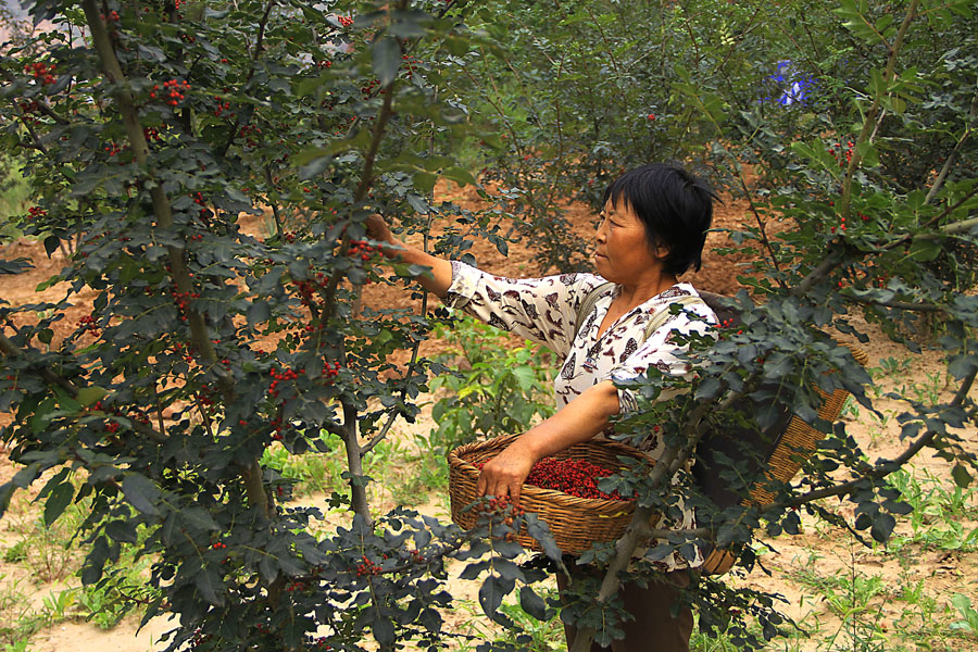 花椒香飘的季节-第二届中国好风光全国摄影