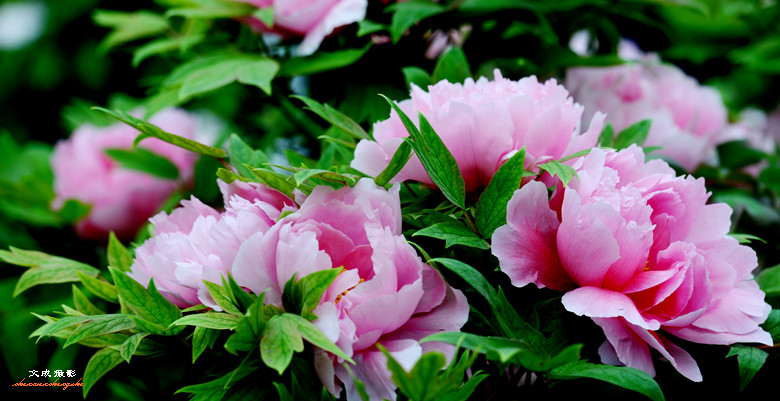 洛阳牡丹园-《大众摄影》徐州俱乐部(1星)