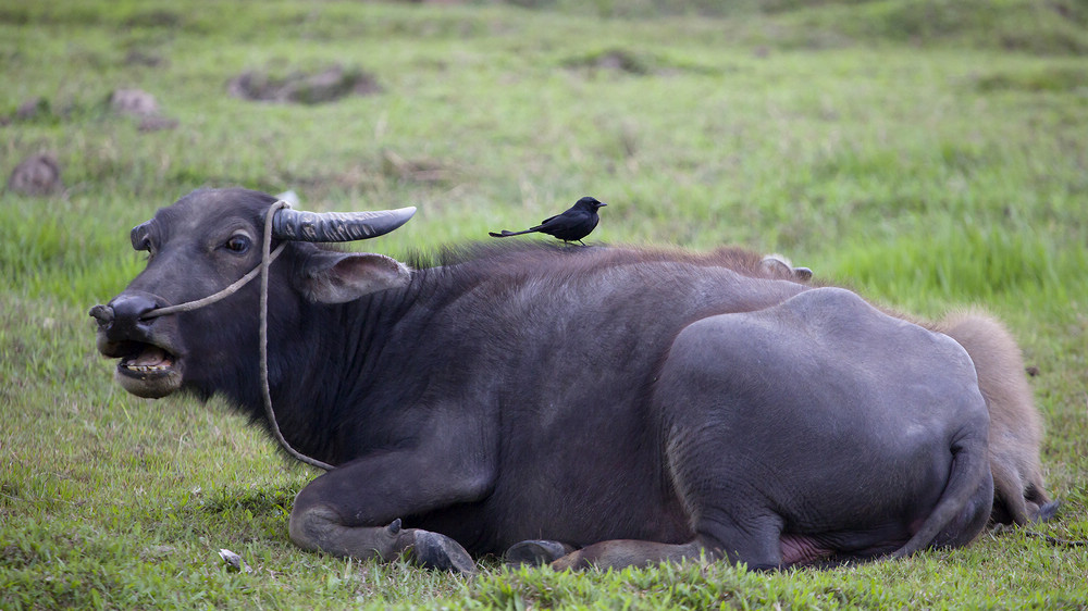 牛背上的黑卷尾-《大众摄影》湖北俱乐部