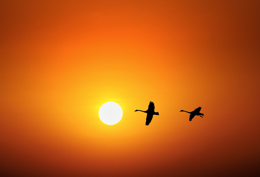 《奔向光明》-腾龙网络天地征稿8月主题鸟