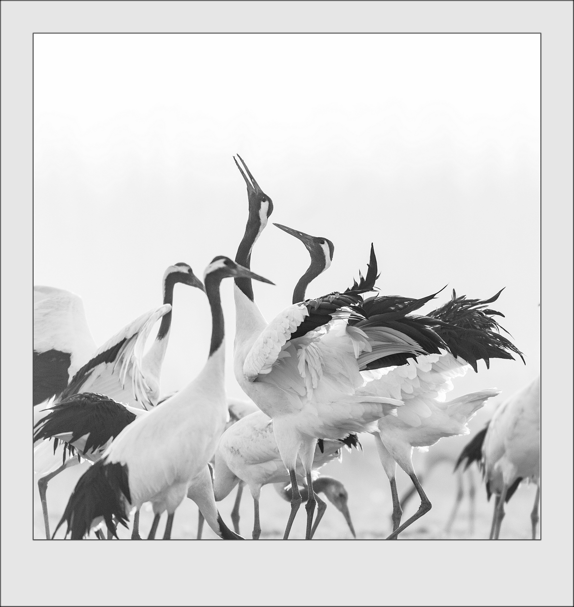 风起鹤舞-《大众摄影》无锡俱乐部(1星)