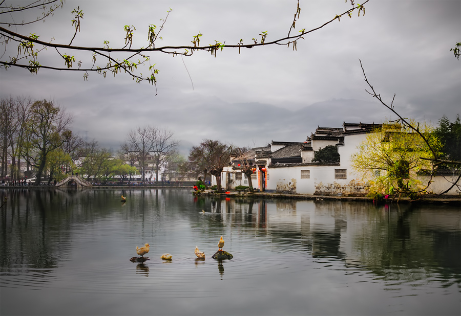 徽水春暖鸭先知-张张丽双周赛第8期《画意》6