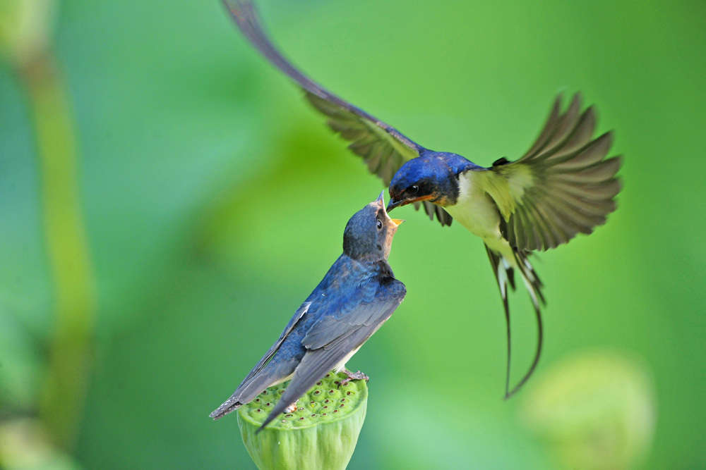 哺育-腾龙网络天地征稿8月主题鸟6月20日