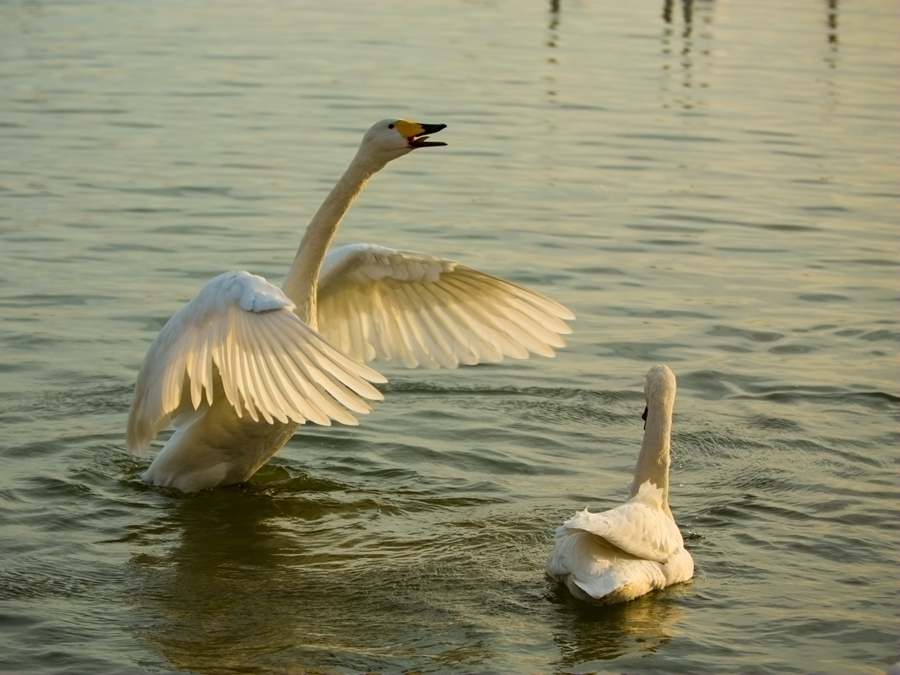 爱的表达-腾龙网络天地征稿8月主题鸟6月2