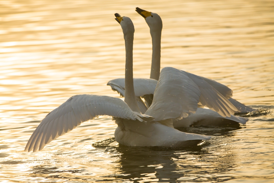引吭高歌-腾龙网络天地征稿8月主题鸟6月2