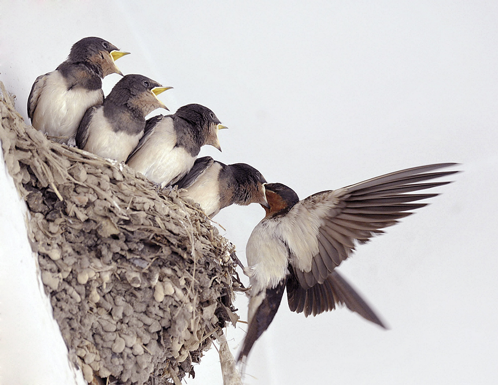 8月主题鸟投稿件:安全的家-腾龙网络天地征