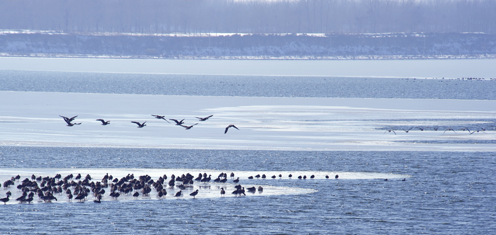 8月主题鸟投稿件:安全的家-腾龙网络天地征