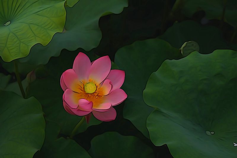 一组用索尼微单A7R拍摄的荷花(机内直出)-《大