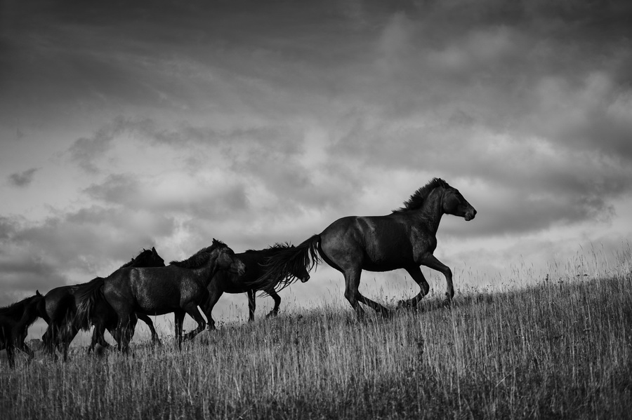 奋力奔跑-牧歌昭苏 天马故乡全国摄影大展 2
