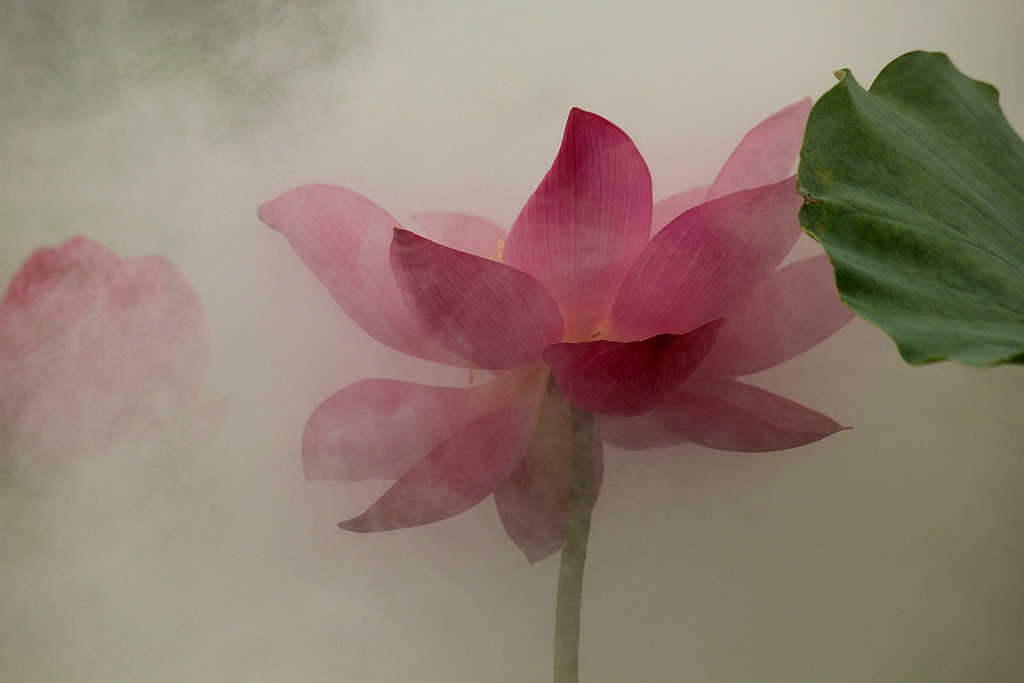 雾里看花-《大众摄影》河南俱乐部(1星)