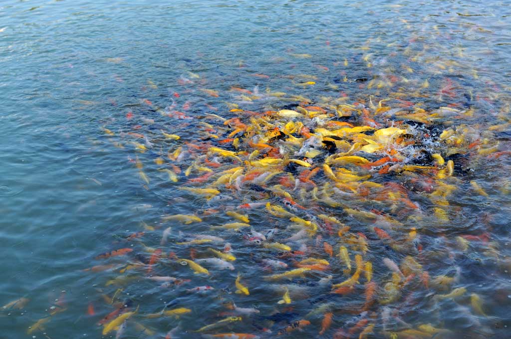 花色似锦的锦鲤鱼游姿图-《大众摄影》河南俱