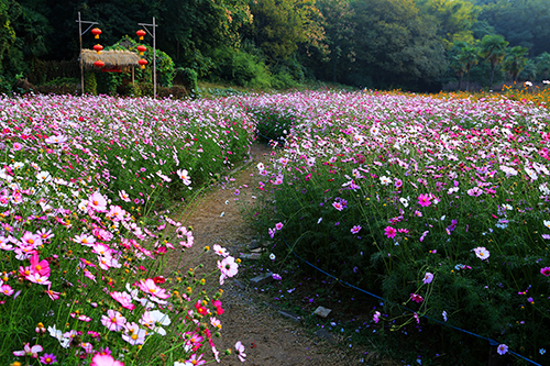 《中国园林》古林公园格桑花-首届中国园林