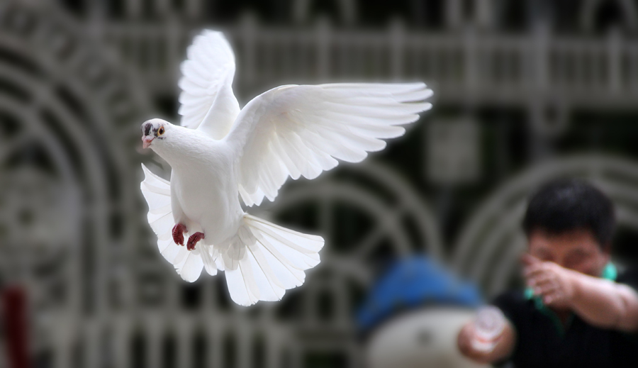 放飞和平鸽-《大众摄影》安徽俱乐部(1星)