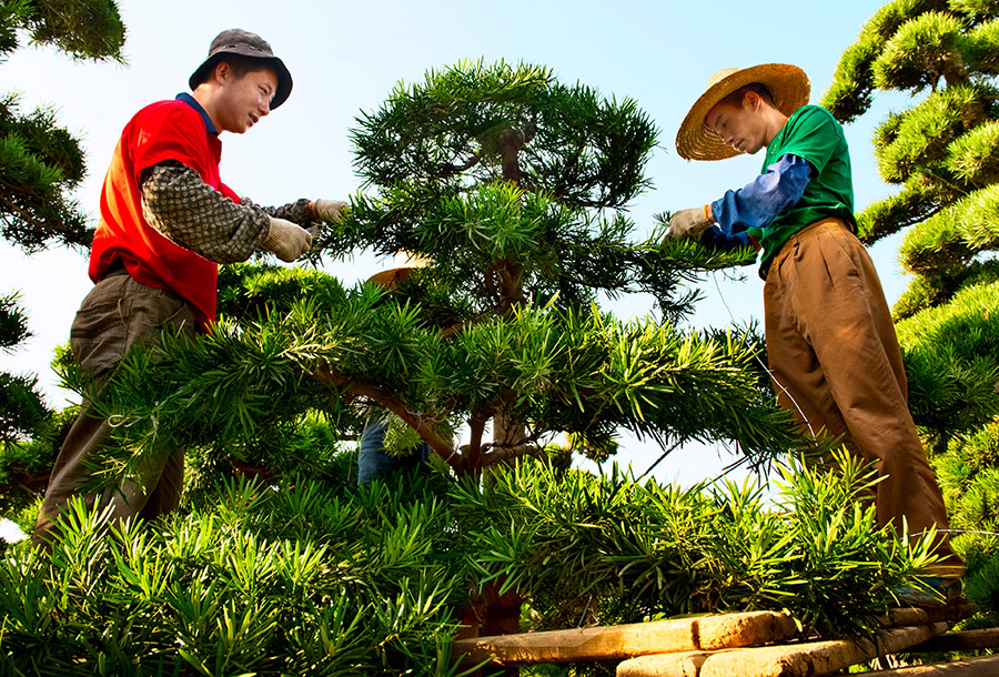 罗汉松苗圃-包商银行杯全国第五届小企业贷款
