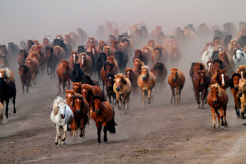 千骑卷平冈-包商银行杯全国第五届小企业贷款