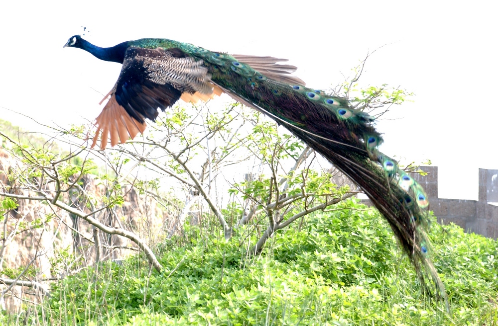 孔雀飞来-首届中国园林摄影大展10月15日截