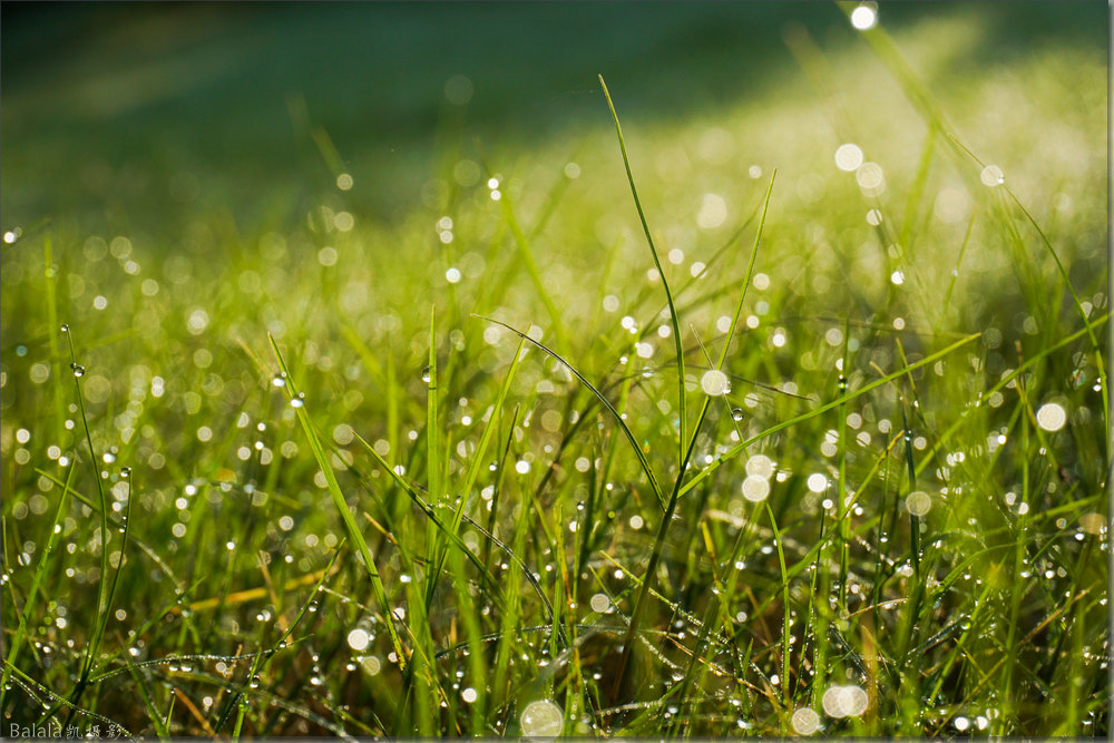 米粒之珠放光华-《大众摄影》河南俱乐部(1星