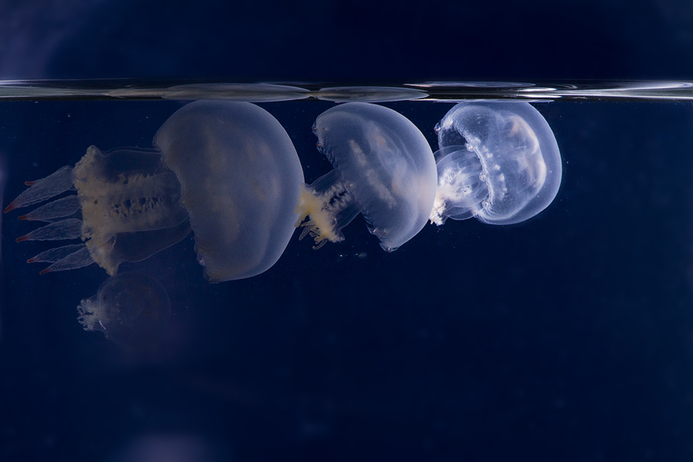 小海蜇-《大众摄影》浙江俱乐部(3星)