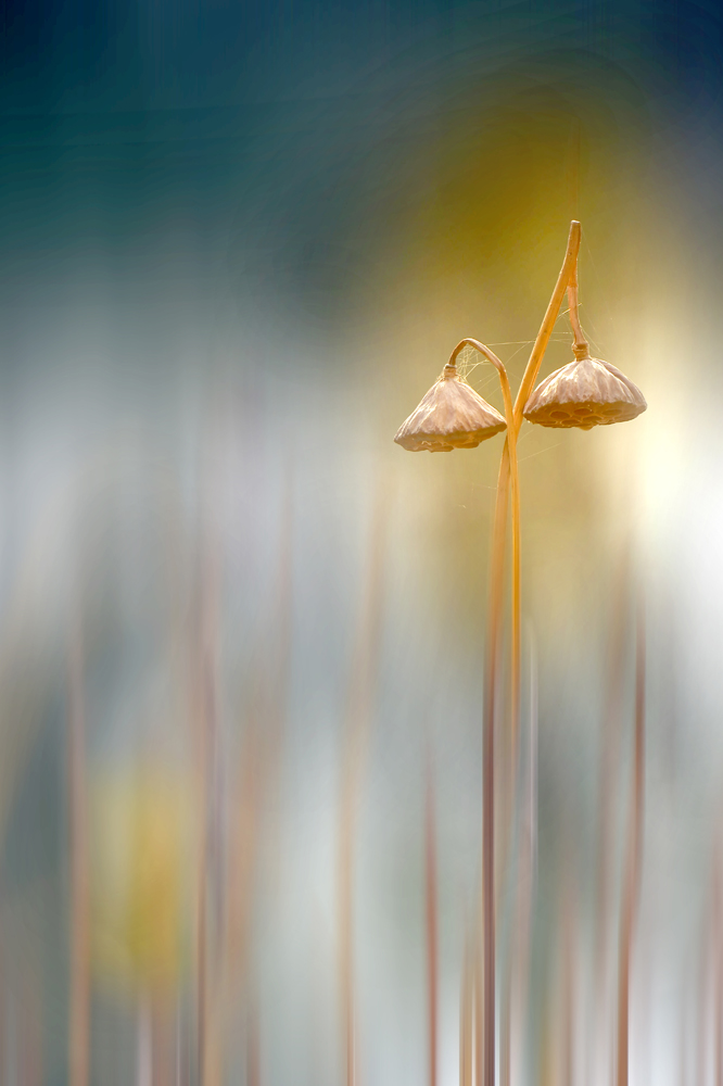 秋之恋-《大众摄影》江西俱乐部(1星)
