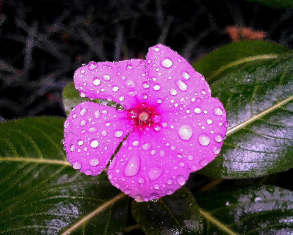 昨夜秋雨-《大众摄影》湖北俱乐部-大众摄影网