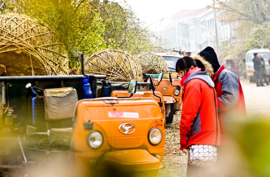 银杏姑娘待嫁中-一叶一世界邳州市首届银杏