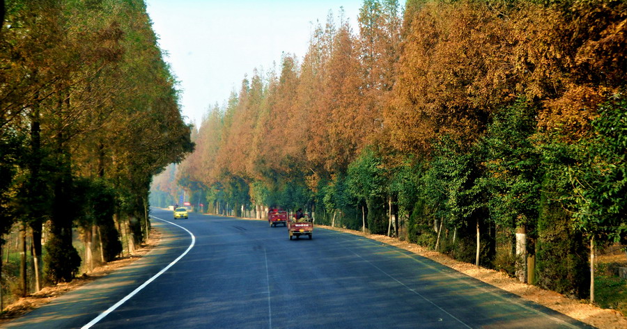 走进邳州-一叶一世界邳州市首届银杏美景全
