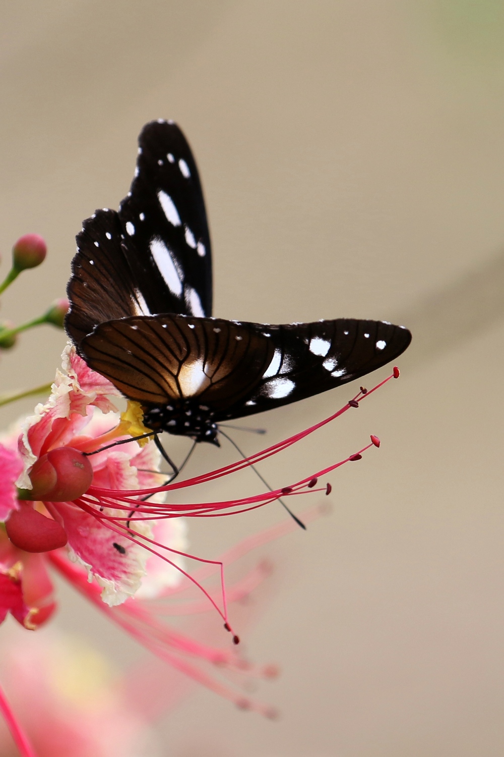 花恋蝶_<em>女尊小说</em>np<em>男生子</em>_狂花恋蝶