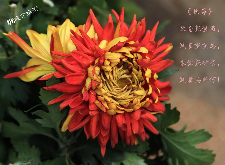 秋菊能傲霜…-《大众摄影》俱乐部团体会员--五