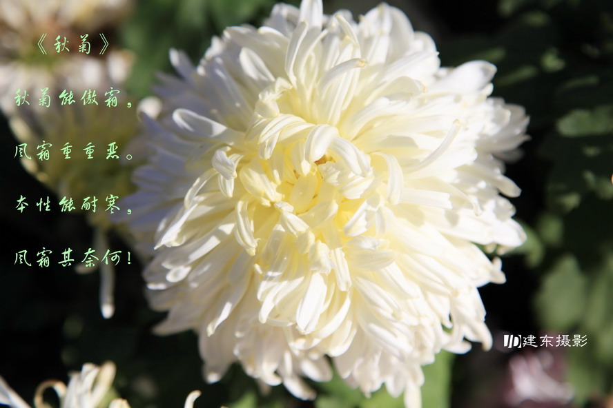 秋菊能傲霜…-《大众摄影》俱乐部团体会员--五